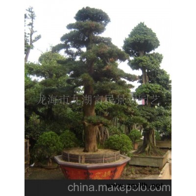 羅漢松 木瓜 盆景