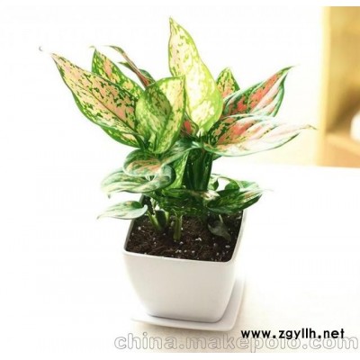 廣州綠植租賃，綠植養(yǎng)護(hù)平臺(tái)，價(jià)格實(shí)惠