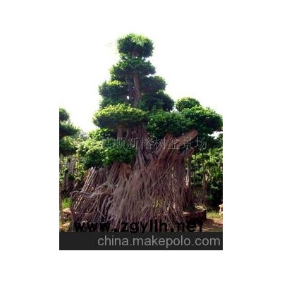 榕樹盆景