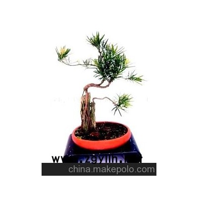 綠植盆景