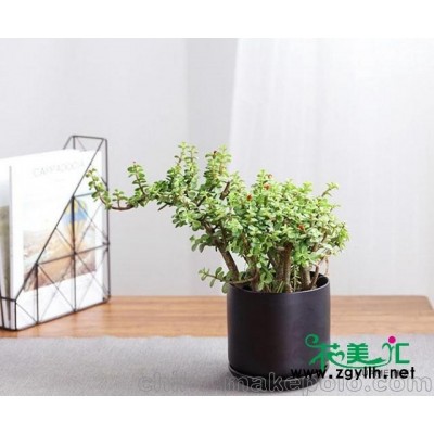 南沙區(qū)綠植租賃平臺(tái)報(bào)價(jià)表