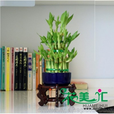 廣州鮮花綠植租賃、盆栽租擺、園林花卉、租花服務(wù)