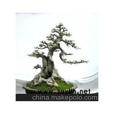 供應精品盆景 榆樹盆景 樹木盆景 綠化造型大樹