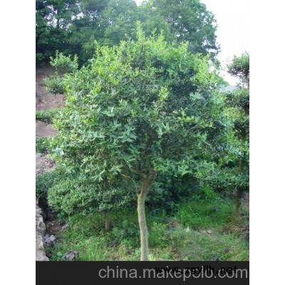 供應(yīng)湖南枸骨 枸骨球 枸骨樹(shù) 枸骨造型盆景