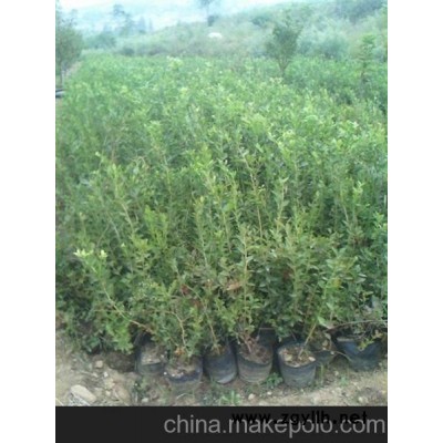 泰安藍豐園藝場(圖) 藍莓苗批發 藍莓苗