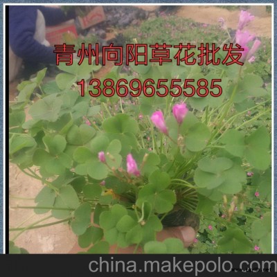 常年大量供應(yīng)松果菊免費(fèi)送貨，貨到付款