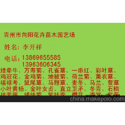 安徽金邊冬青生產(chǎn)基地一手貨源質(zhì)優(yōu)價(jià)廉