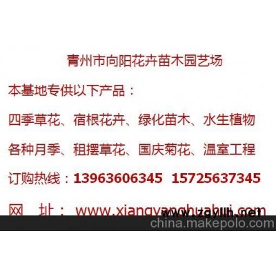武漢二月蘭繁育基地-向陽園藝供應(yīng)