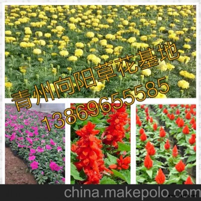 雛菊種植基地批發(fā)價格薄利多銷