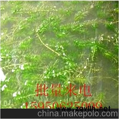 輪葉黑藻+沉水植物+河道綠化+凈化水質