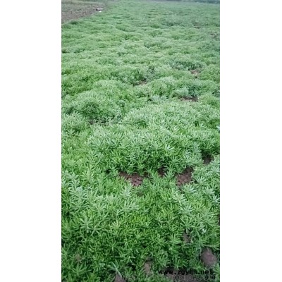 佛甲草屋頂綠化+隔熱+耐旱+耐寒