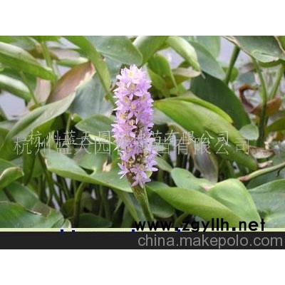 海壽花