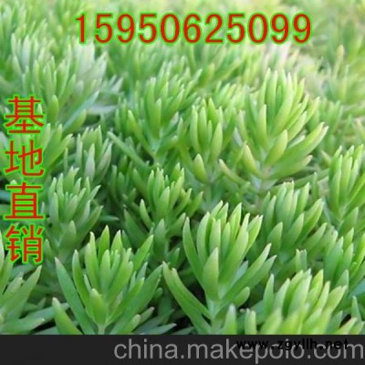 佛甲草 屋頂隔熱花卉 綠化護坡 四季常青 耐高溫