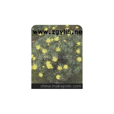 梳黃菊(圖)