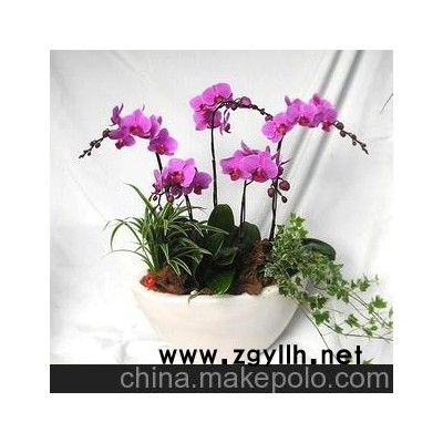 供應盆景盆栽、環保、美觀、創意的無土室內觀花植物
