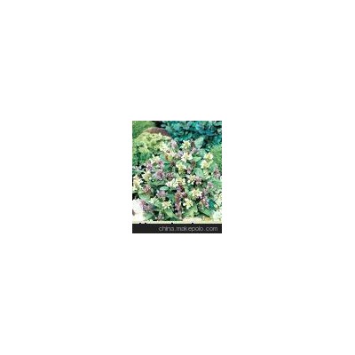 大花夏枯草(圖)