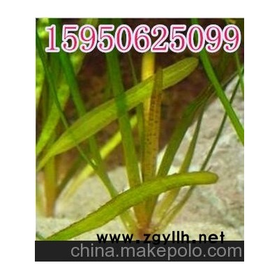 苦草苗 沉水植物 河道綠化+凈化水質