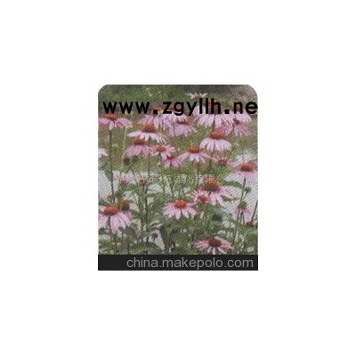 松果菊(圖)