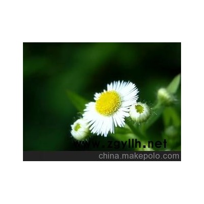 優質 草花系列 雛菊