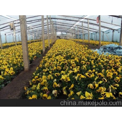 無錫草花種植批發、昆山圣格花卉苗木種植基地（商情）