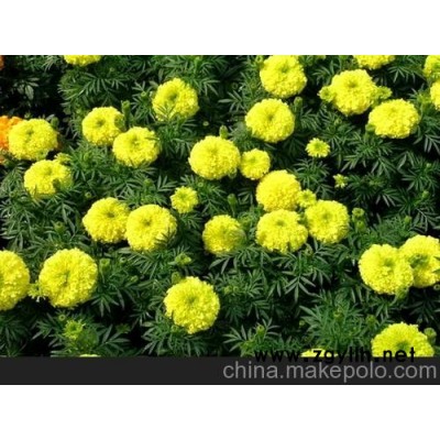 草花 一串紅 萬壽菊 矮牽牛 翠菊 百日草