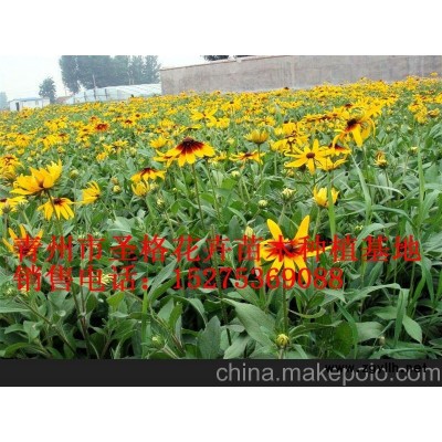 北京草花種植批發_延慶大月季批發（品牌）