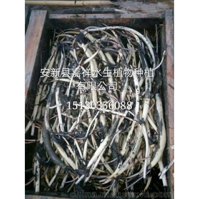水生植物種植基地直銷觀賞荷花種苗成活率高