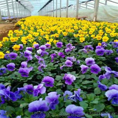 出售草花營(yíng)養(yǎng)杯苗 三色堇 顏色漂亮花型好 適合公園小區(qū)道路綠化