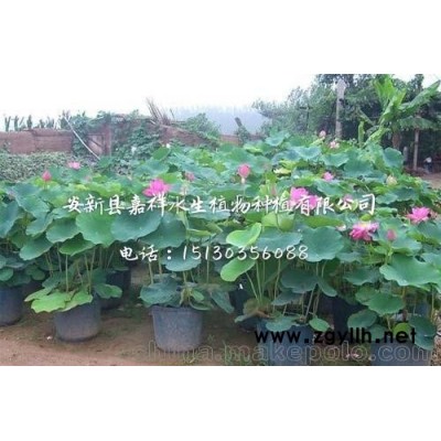 水生植物種植基地直銷 盆栽荷花苗園林池塘水培花卉量大從優(yōu)