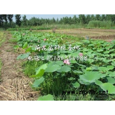 直銷盆栽荷花 水生植物荷花苗量大從優(yōu) 品質(zhì)有保證