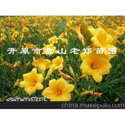 遼寧金娃娃萱草 優(yōu)質(zhì)萱草草花基地 遼寧金娃娃萱草價格