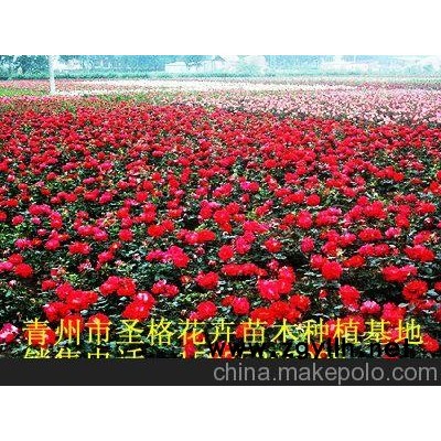 辛集小葉黃楊、承德四季草花（優(yōu)質(zhì)商家）