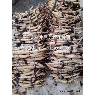精品荷花苗批發(fā) 嘉祥水景荷花苗種植施工公司