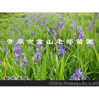 供應(yīng)宿根花卉 紫花鳶尾 草花萱草 優(yōu)質(zhì)鳶尾生產(chǎn) 東北遼寧花卉