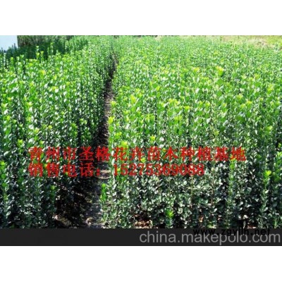 石獅四季草花、福鼎三色堇（品牌）