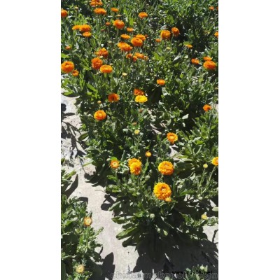 時(shí)令草花金盞菊  花壇盆栽  金盞菊基地種植批發(fā)