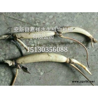 多色大型批發(fā)荷花苗 荷花種藕