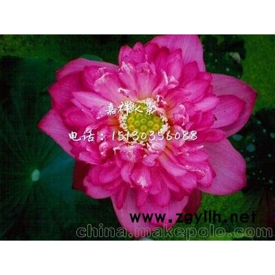荷花藕苗  荷花苗批價(jià)格發(fā) 荷花種植基地