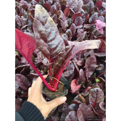 精品耐寒植物紅葉甜菜  青州大量供應(yīng) 公園綠化草花租擺