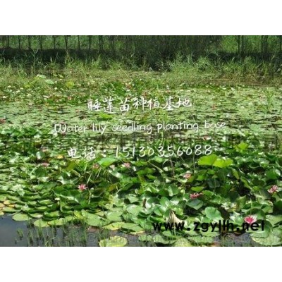 優(yōu)質(zhì)荷花種苗種植基地直銷品種齊全量大從優(yōu)