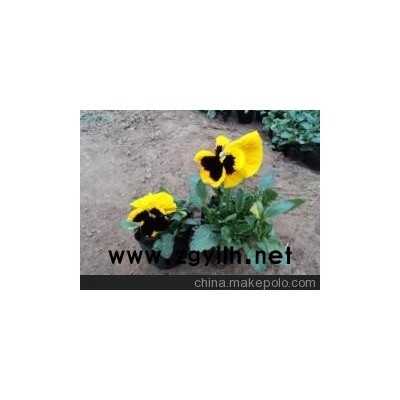 陜西草花三色堇山東向陽草花苗木基地