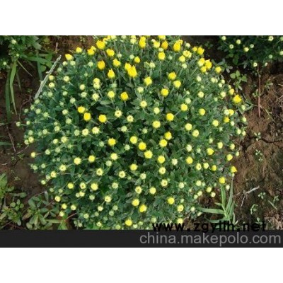 五家渠草花種植基地 新疆草花批發(fā)（圖）