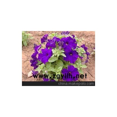 福建四季草花、莆田草花供應（免費咨詢）