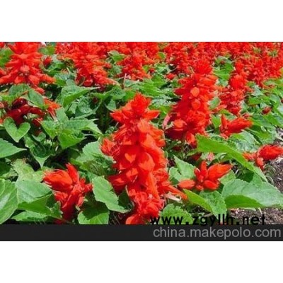 句容草花供應 海門草花批發(fā)（高清圖）
