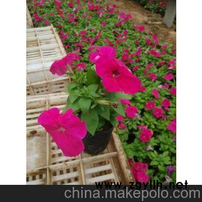 吳忠四季草花 銀川草花批發(fā)價格（點擊）