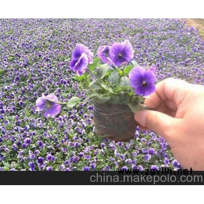 青州市向陽花卉苗木合作社 重慶地區三色堇最新報價