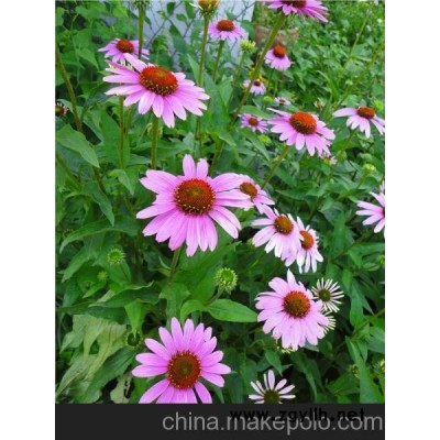 內蒙古宿根草花松果菊｛經紀｝