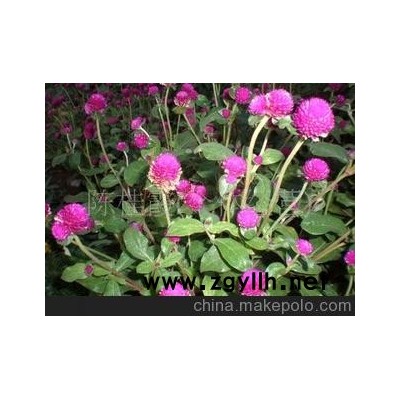 優質草花 千日紅 四季海棠 太陽花