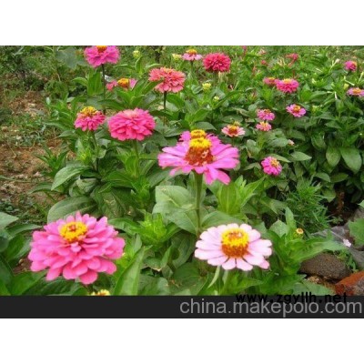 隴南草花供應、金昌四季草花（多圖）