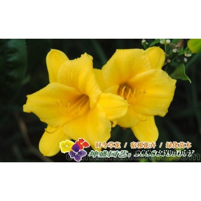 遼寧花卉批發(fā),河南花卉市場批發(fā)時令草花